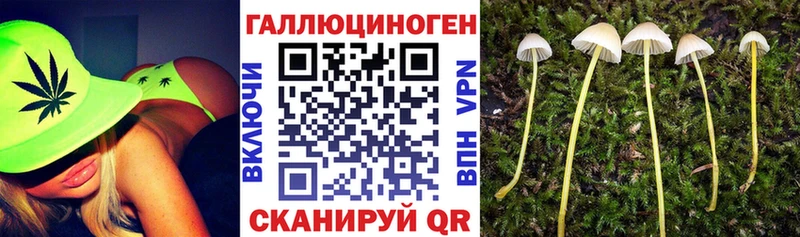 Купить где  Тырныауз  Галлюциногенные грибы Psilocybine cubensis 
